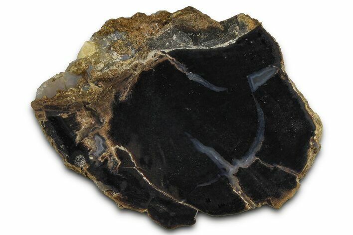 Petrified Wood (Schinoxylon) Limb Section - Blue Forest, Wyoming #371114